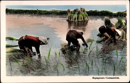 Ak Vietnam, Repiqueurs vietnamiens, Reisernte