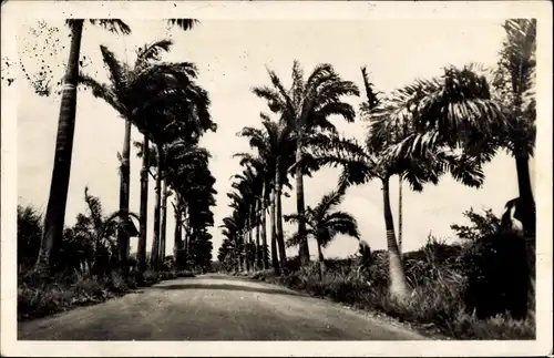 Ak Guadeloupe, Route de Basse Terre