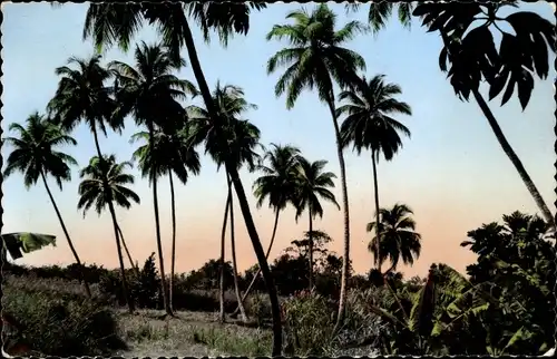 Ak Le Gosier Guadeloupe, Reve de Cocotiers