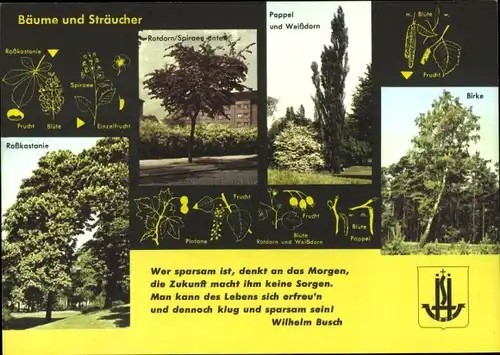 Stundenplan Hambuger Sparkasse von 1827, Bäume und Sträucher um 1960