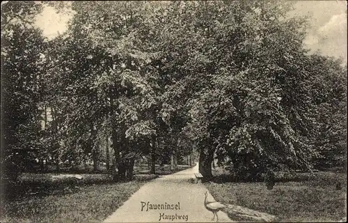 Ak Berlin Zehlendorf Wannsee, Pfaueninsel, Hauptweg