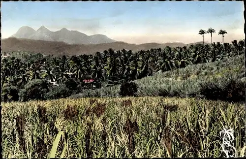 Ak Martinique, Cannes a sucre et cocotiers