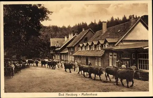 Ak Bad Harzburg am Harz, Molkenhaus, Viehtrieb