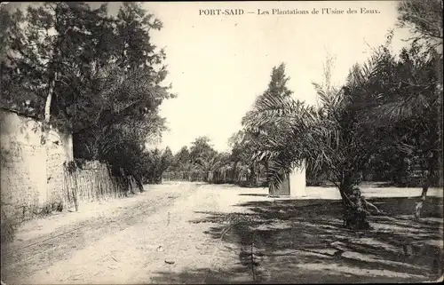 Ak Port Said Ägypten, Les Plantations de l'Usine des Eaux