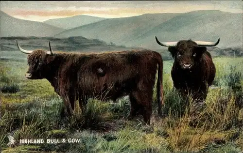 Ak Highland and Lowland, Highland Bull and Cow