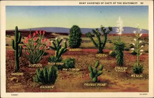 Ak USA, Many varieties of Cacti of the Southwest, Kakteen