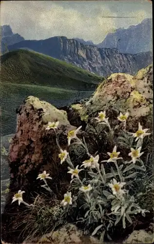 Ak Nenke & Ostermaier Serie 545 Nr 1184, Photochromie, Alpenflora, Leontopodium alpinum, Edelweiß