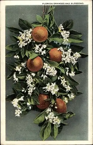 Ak USA, Florida Oranges and Blossoms