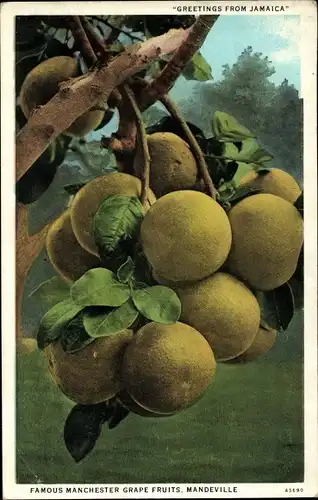 Ak Jamaica, Famous Manchester Grapefruits, Mandeville