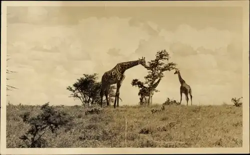 Foto Ak Giraffen in der Savanne