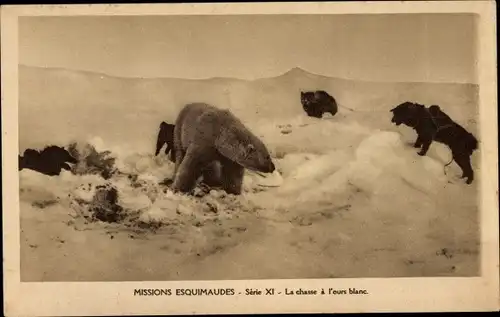 Ak Missions Esquimaudes, La chasse a l'ours blanc, Jagd auf einen Eisbär, Hund