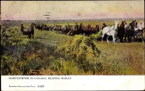 Ak Harvest Time in Canada, Reaping Wheat