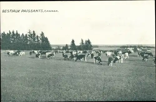 Ak Canada, Bestiaux Paissants, Kühe auf einer Weide