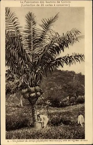 Ak La Fabrication de boutons de Corozo, palmier de corozo, L'Industrie Boutonnière, Le Chic Parisien