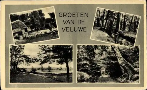 Ak Hoge Veluwe Gelderland Niederlande, Teilansicht, Wald, Schaafe