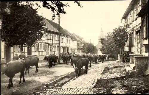 Ak Benneckenstein Oberharz, Rindertrieb durch den Ort