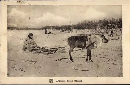 Ak Alaska USA, Attelage de Renne, Rentierschlitten