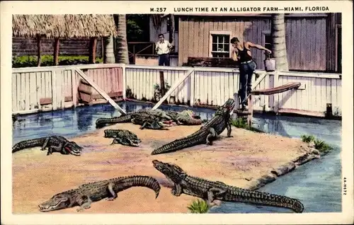 Ak Miami Beach Florida USA, Lunch Time at an Alligator Farm