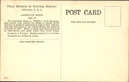 Ak Chicago Illinois USA, American Bison, Field Museum of Natural History