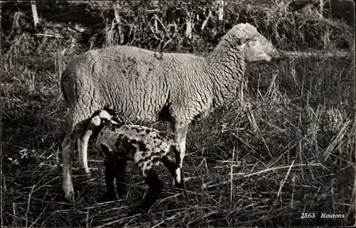 Ak Moutons, Schaf und Lamm
