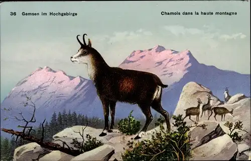 Ak Gemsen im Hochgebirge