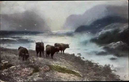 Ak Rinder auf der Weide, Schottische Hochlandrinder