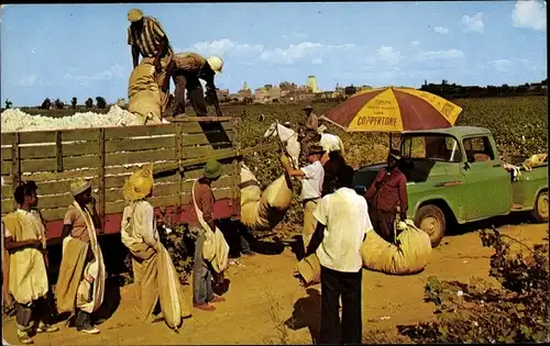 Ak Memphis Tennessee USA, Cotton Pickin' Time, Baumwollernte
