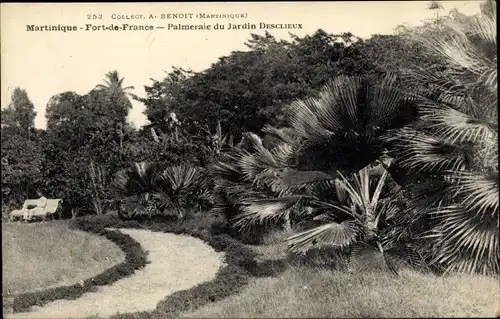 Ak Fort de France Martinique, Palmeraie du Jardin Desclieux