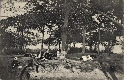 Ak Ouddorp Südholland, Het Jonkersteebosch, Kühe