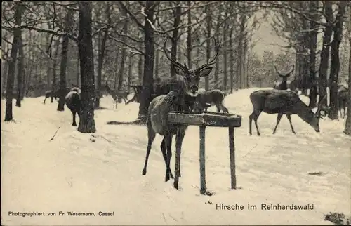 Ak Holzhausen am Reinhardswald Immenhausen in Hessen, Hirsche, Winter