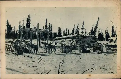 Ak Alaska USA, En Voyage dans les Régions Arctiques, Hundeschlitten