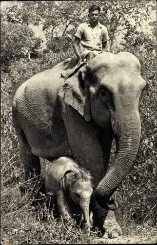 Ak Comité National de l'Enfance, Éléphante des Indes et son petit, Elefant mit Kalb, Mahut