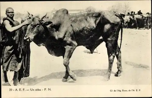 Ak Un zébu, Zebu, Buckelrind, Afrikaner, Viehmarkt