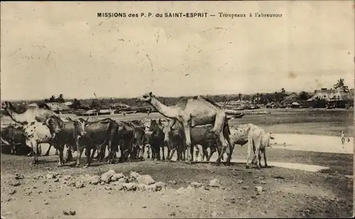 Ak Missions des P.P. du Saint Esprit, Troupeaux a l'abreuvoir