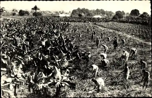 Ak Afrique Noire, Bananeraie et plantation d'ananas