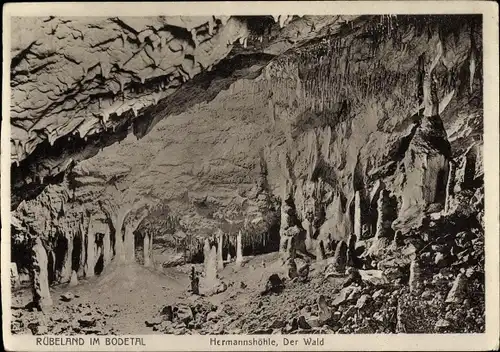 Ak Rübeland Oberharz am Brocken, Bodetal, Hermannshöhle, Der Wald