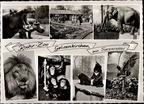 Ak Gelsenkirchen im Ruhrgebiet, Ruhr-Zoo, Löwe, Elefant, Bär