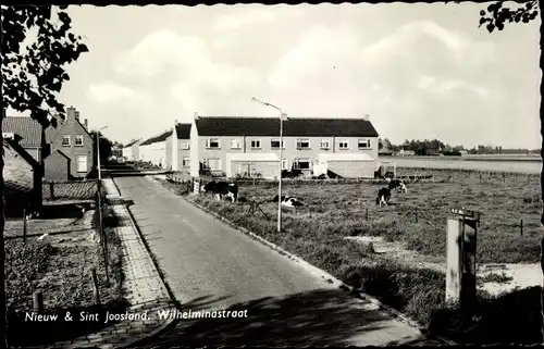 Ak Nieuw en Sint Joosland Walcheren Zeeland Niederlande, Wilhelminastraat, Kühe auf der Weide