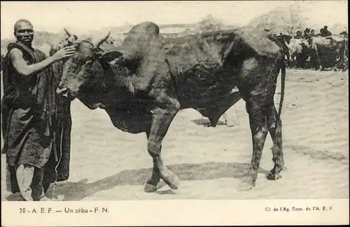 Ak Un zébu, Zebu, Buckelrind, Afrikaner, Viehmarkt