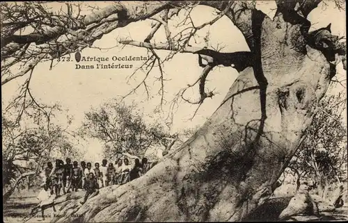 Ak Afrique Occidentale, Dans l'interieur, Afrikaner, Baum