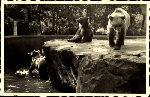 Foto Ak Bären im Gehege, Tierpark