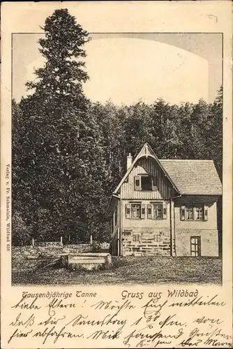 Ak Bad Wildbad im Schwarzwald, Tausendjährige Tanne