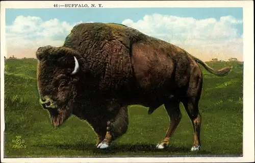 Ak Buffalo New York USA, Amerikanischer Bison, Büffel