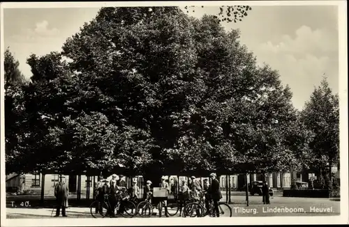 Ak Tilburg Nordbrabant, Lindenboom, Heuvel