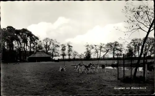 Ak Westerbork Drenthe Niederlande, Wiese, Rehe