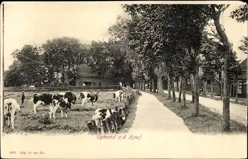 Ak Egmond aan den Hoef Nordholland Niederlande, Straßenpartie, Allee, Kühe