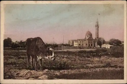 Ak Alexandria Ägypten, La Mosquée de Sidi Gaber, Rind