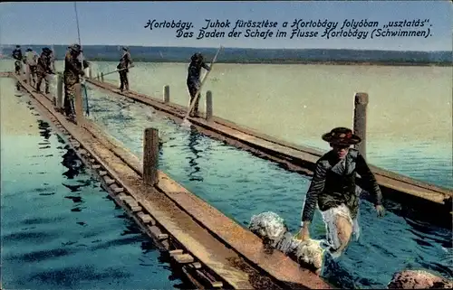 Ak Hortobagy Ungarn, Das Baden der Schafe im Flusse, Juhok fürösztese a Hortobagy folyoban