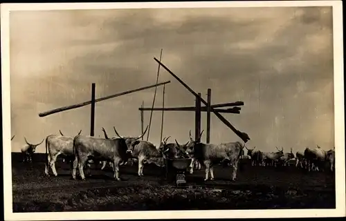 Ak Rinder an der Tränke, Watering the cattle in Hortobagy