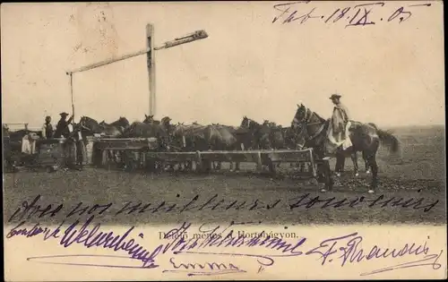 Ak Pferde an der Tränke, Hortobagyon